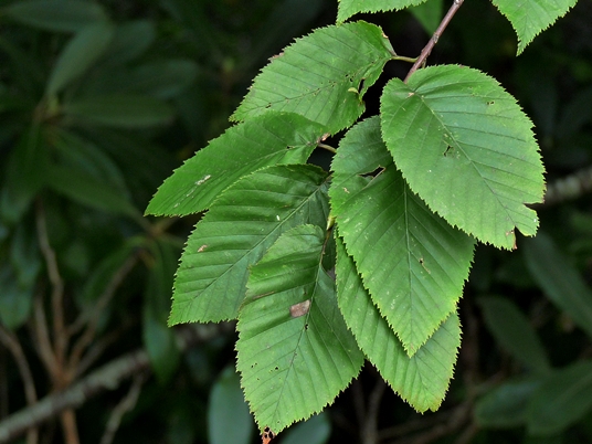 {Betula alleghaniensis}